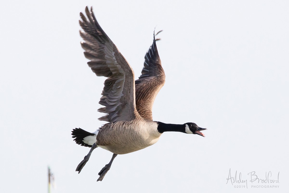 Canada Goose - Ashley Bradford