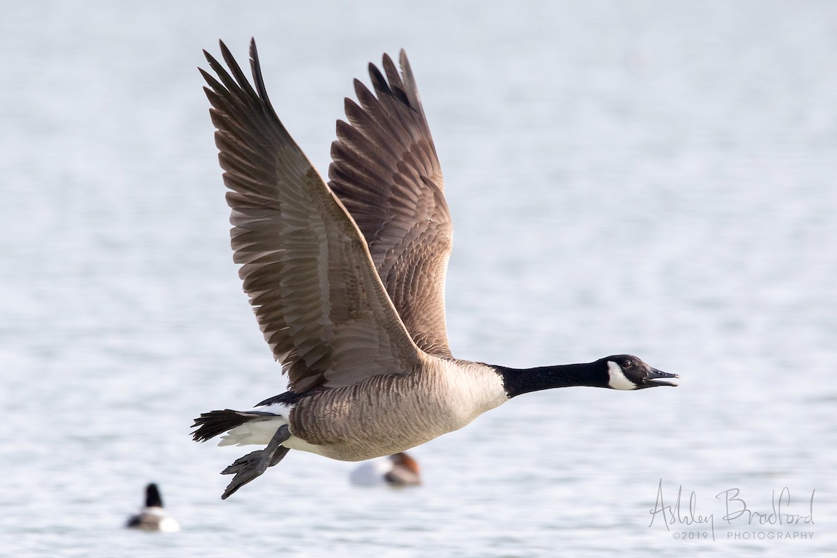 Canada Goose - ML211612391