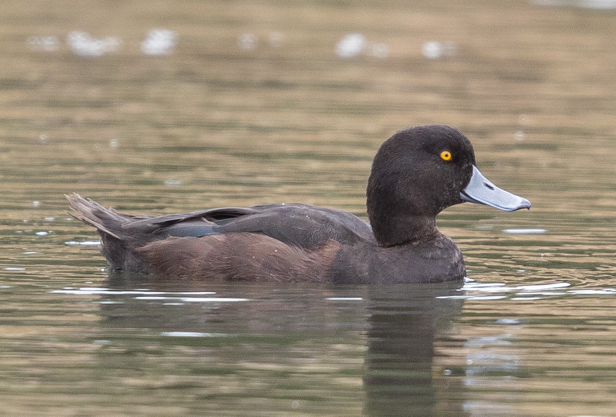 New Zealand Scaup - ML211612701