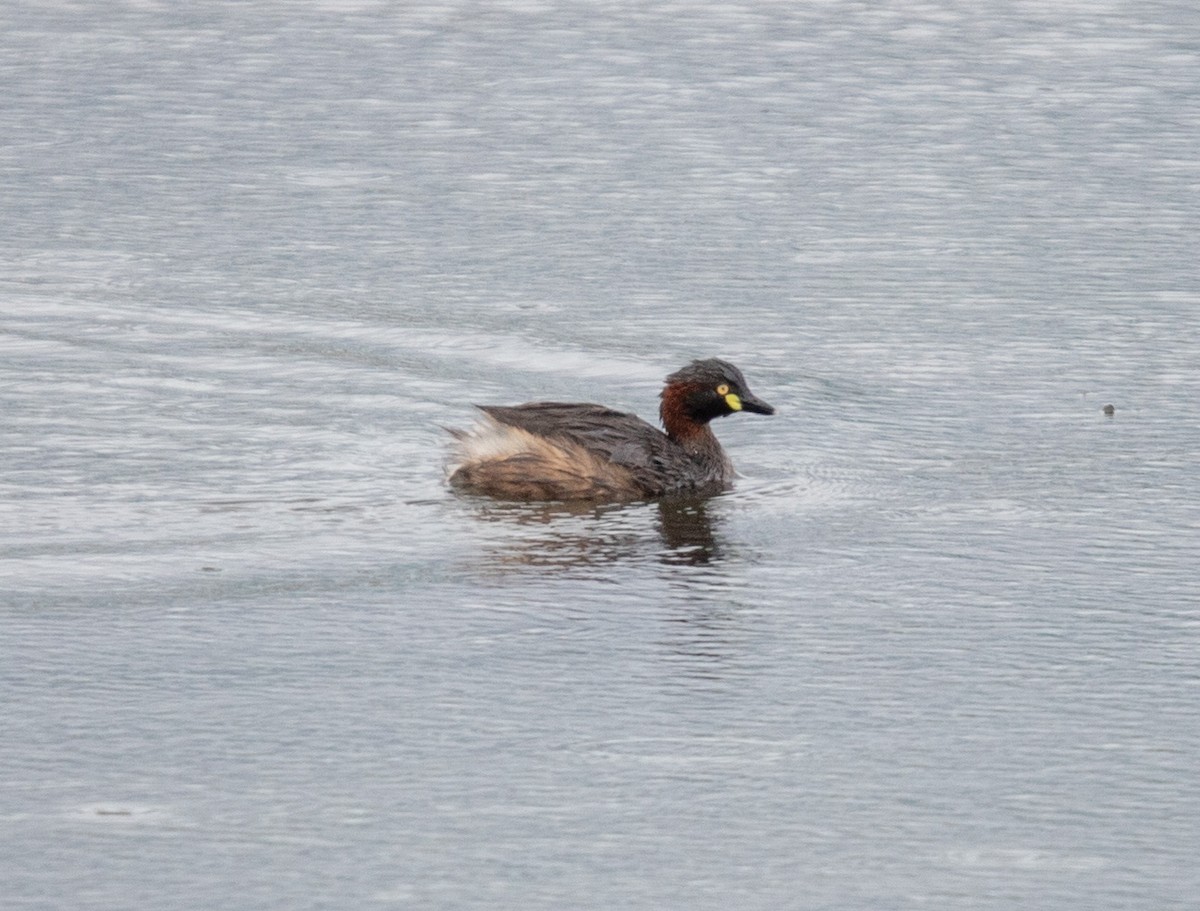 Australasian Grebe - ML211612761