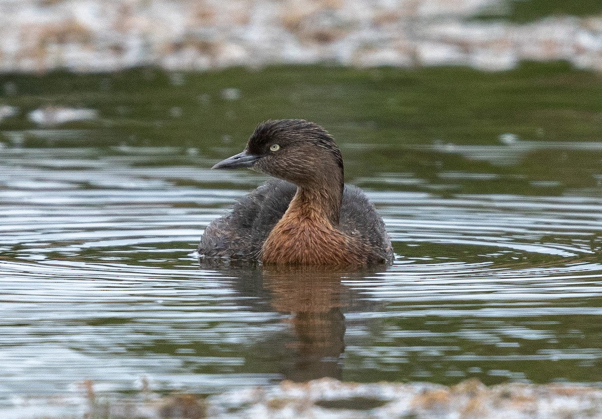 New Zealand Grebe - ML211612801