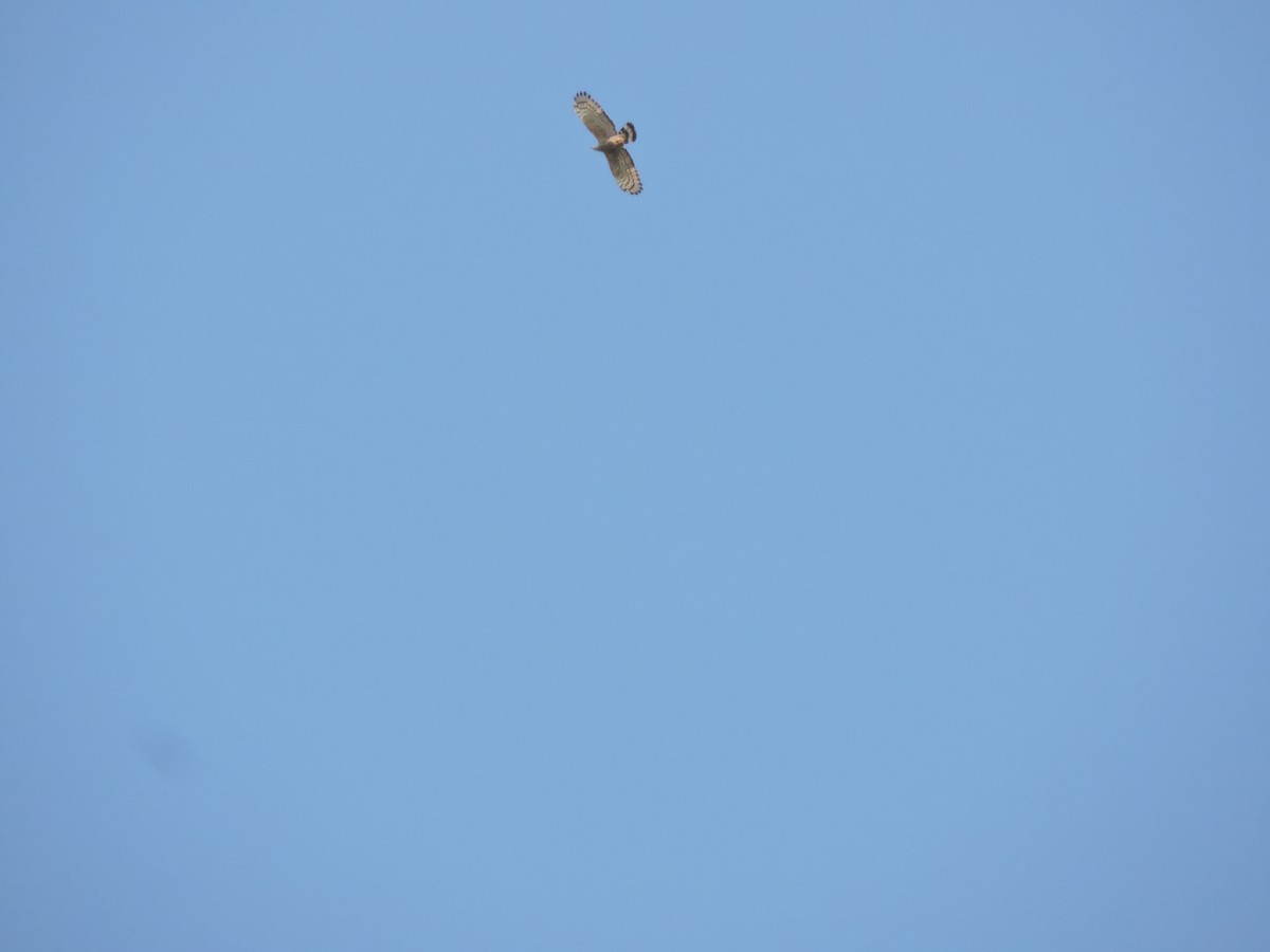 Crested Goshawk - Maurizio  Saroli