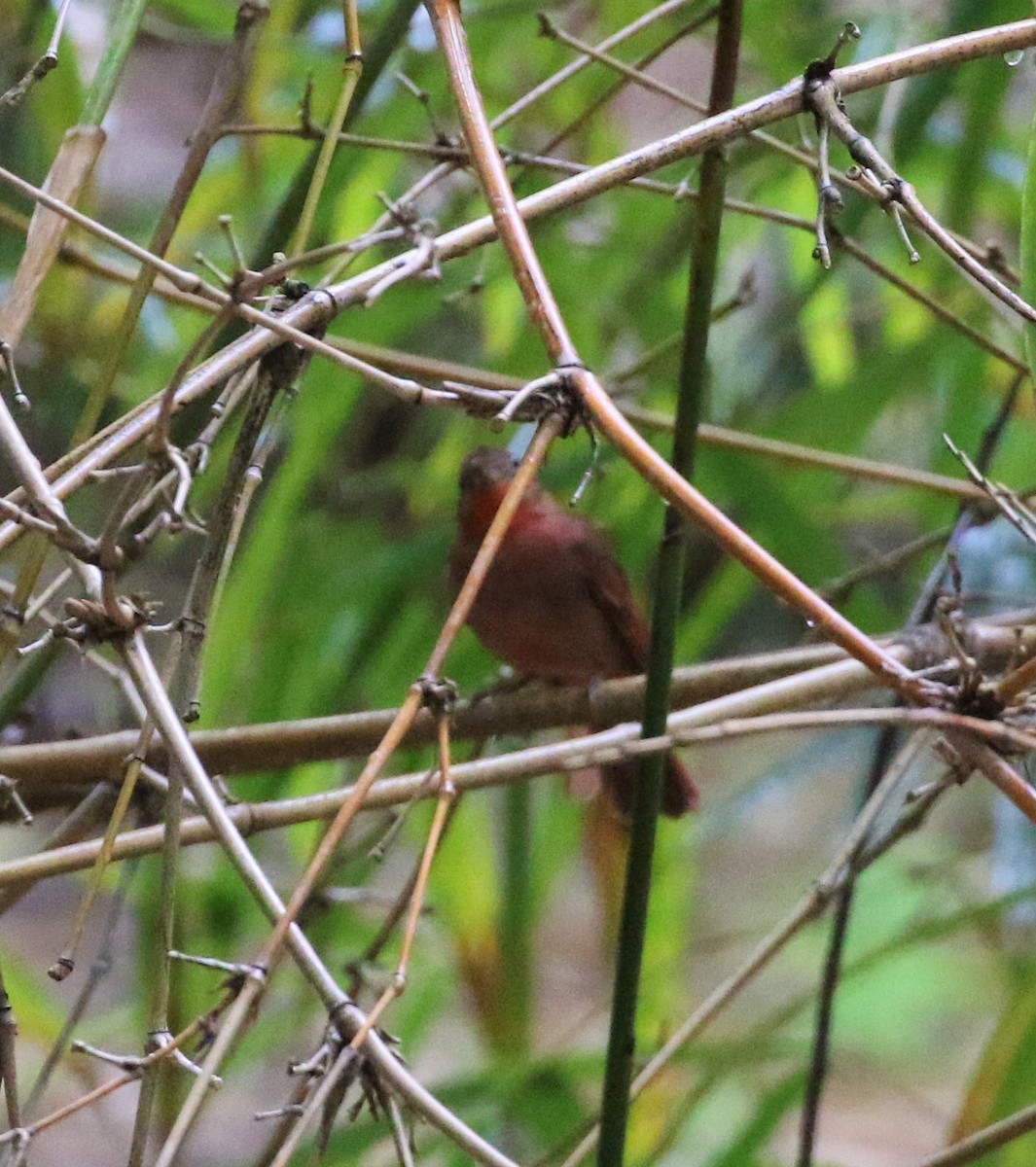 Red-crowned Ant-Tanager - ML211612911