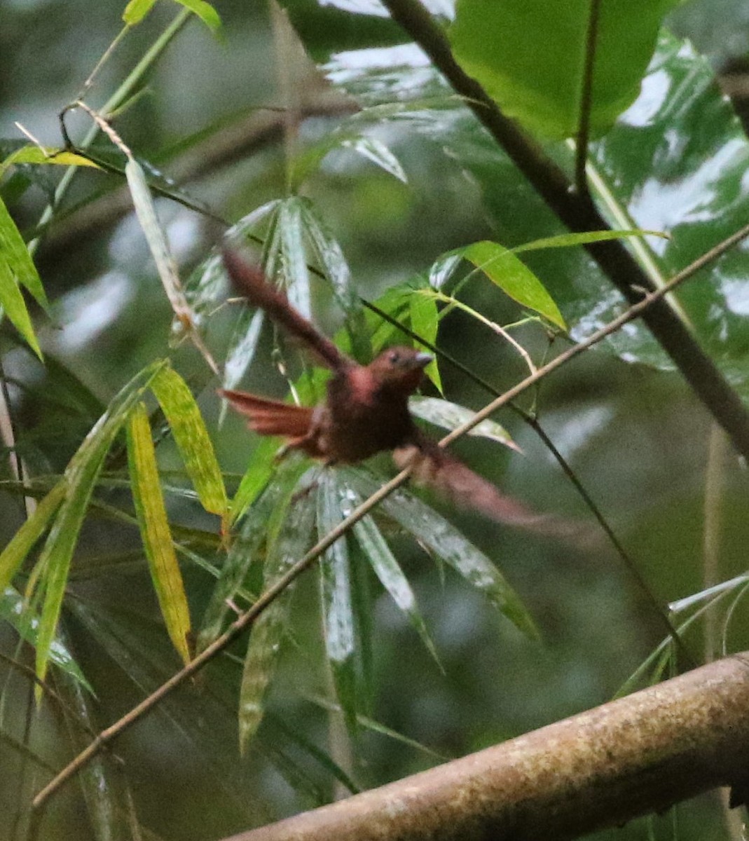 Red-crowned Ant-Tanager - ML211612921
