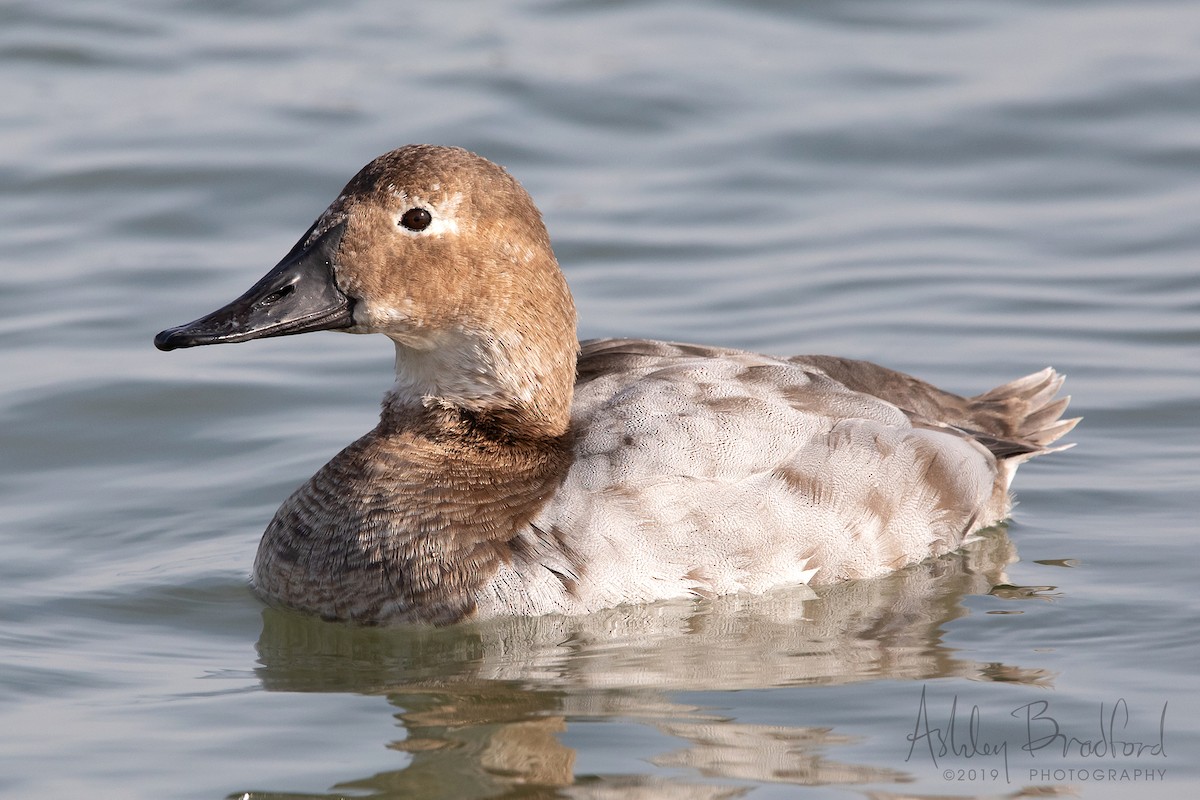 Canvasback - ML211613481