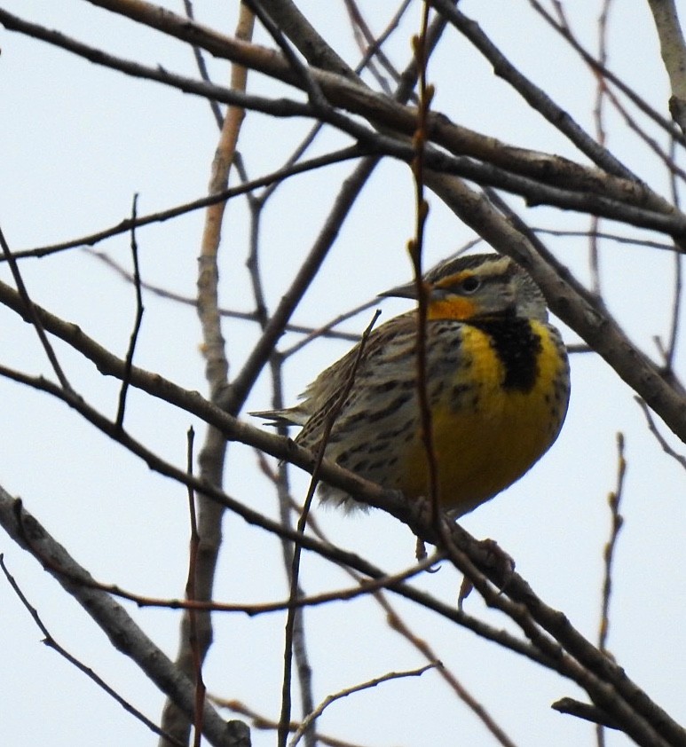 Western Meadowlark - ML211613581