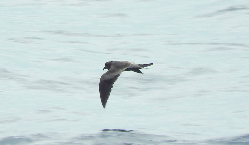 Tristram's Storm-Petrel - Noam Markus