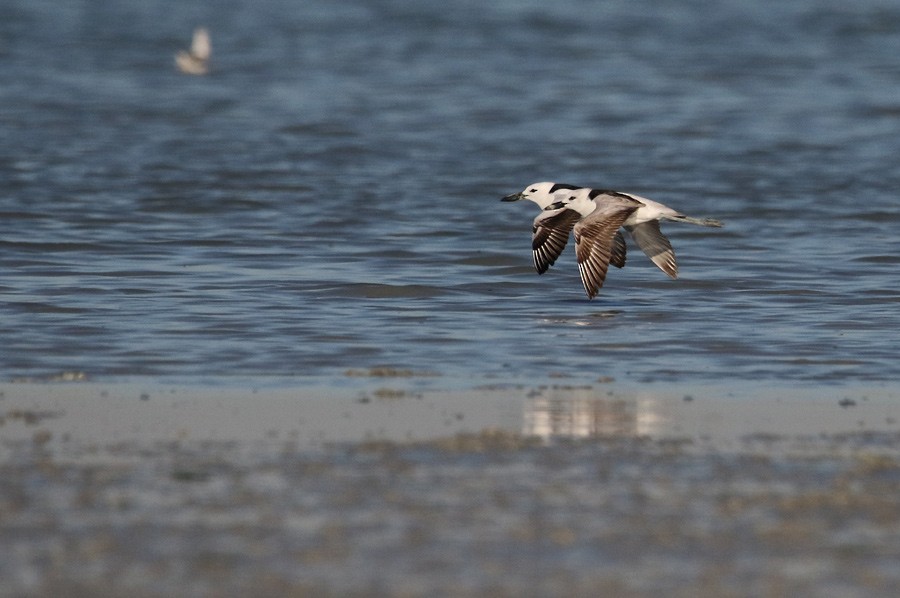 Crab-Plover - ML211615621