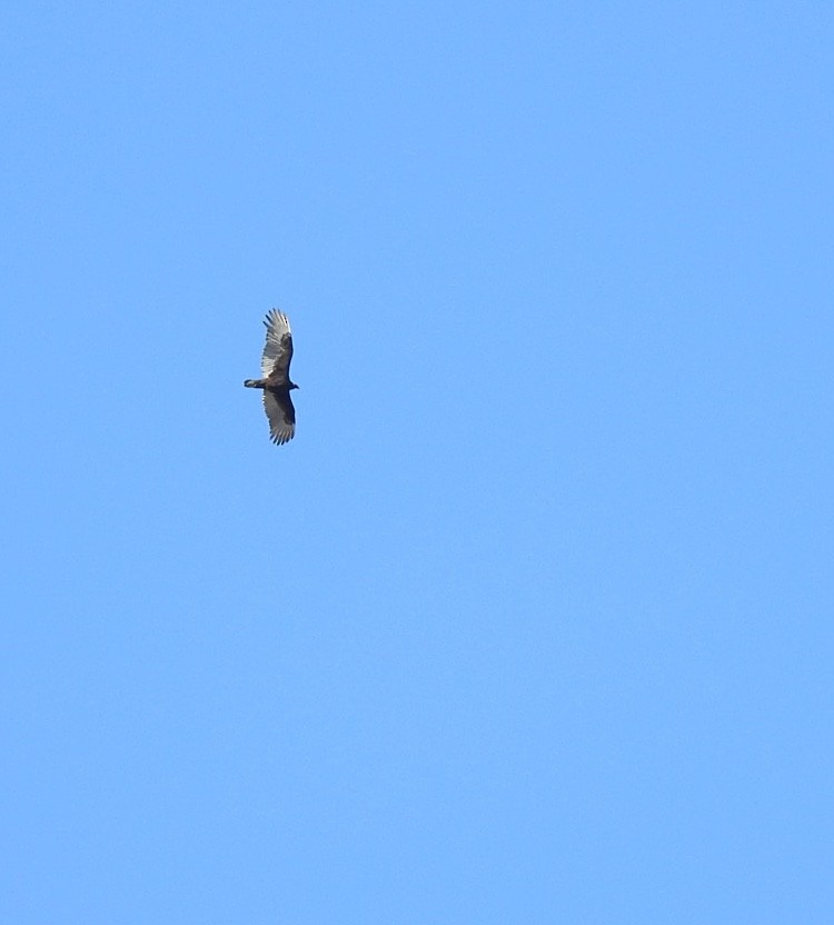 Turkey Vulture - ML211615891