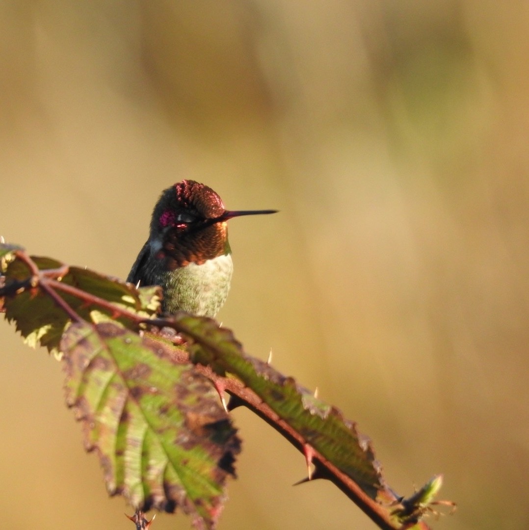 Anna's Hummingbird - ML211616731