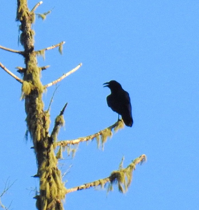 Common Raven - ML211616741