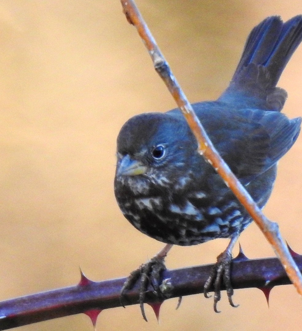 Fox Sparrow - ML211616771