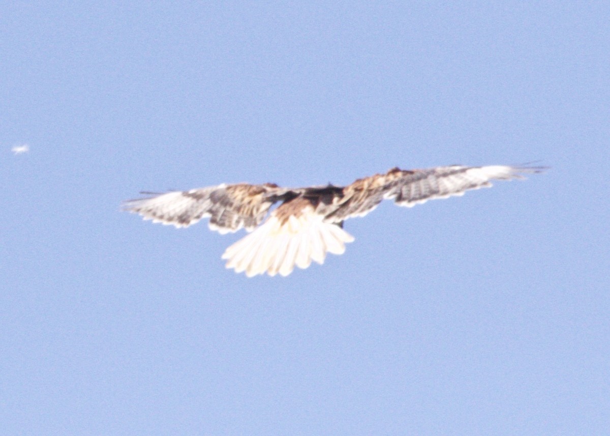 Ferruginous Hawk - ML211617261