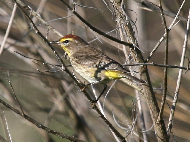 Palm Warbler - ML21161831