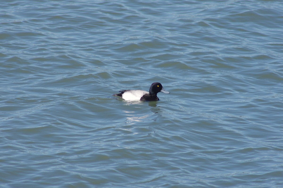 Greater Scaup - ML211618941