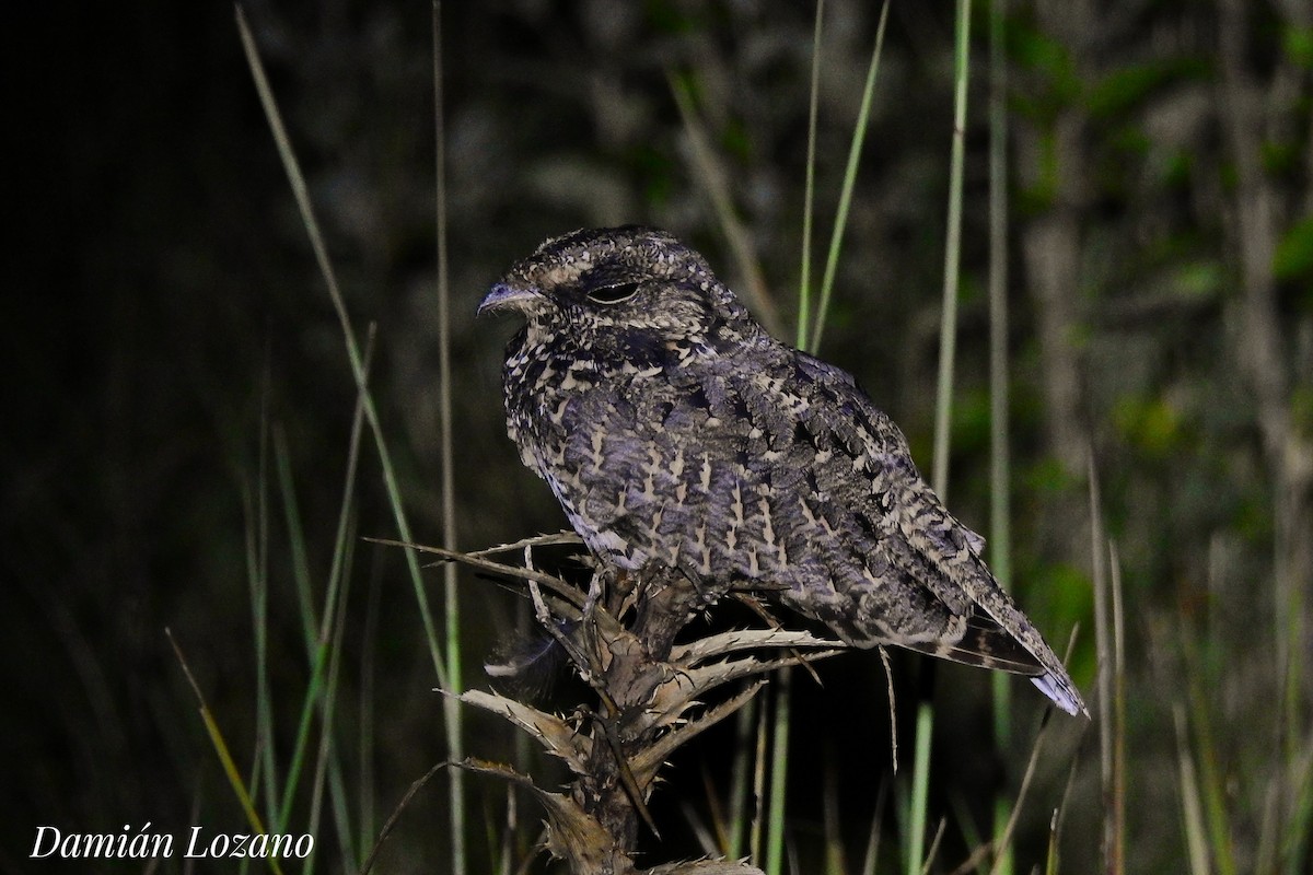 Sickle-winged Nightjar - ML211620421