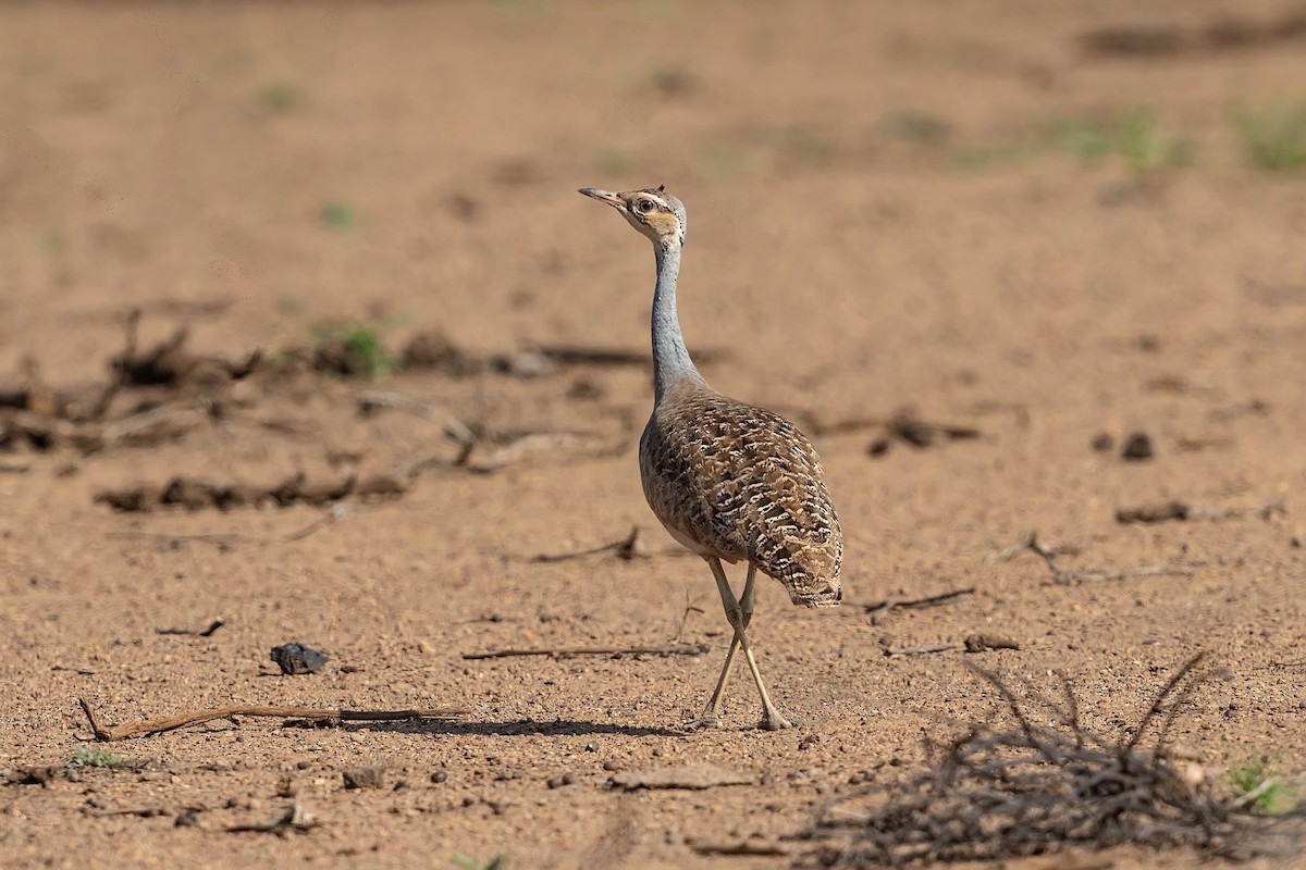 White-bellied Bustard - ML211620721