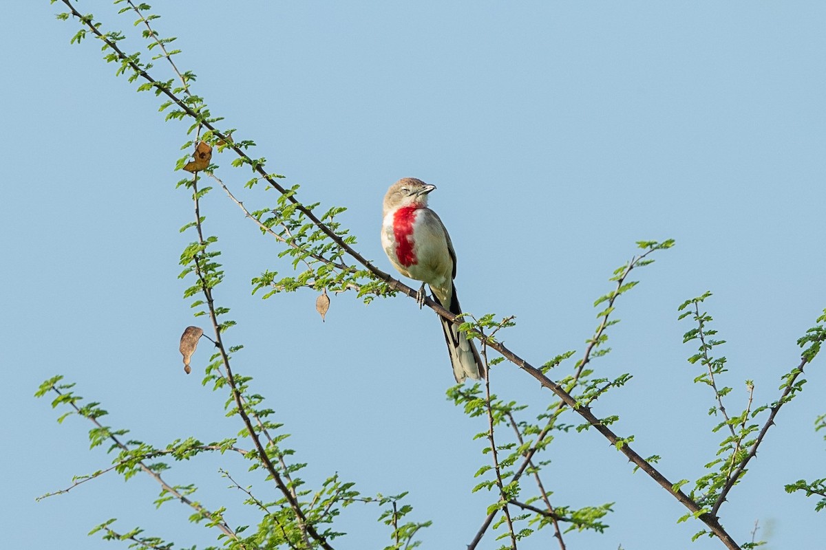 Rosy-patched Bushshrike - ML211620781