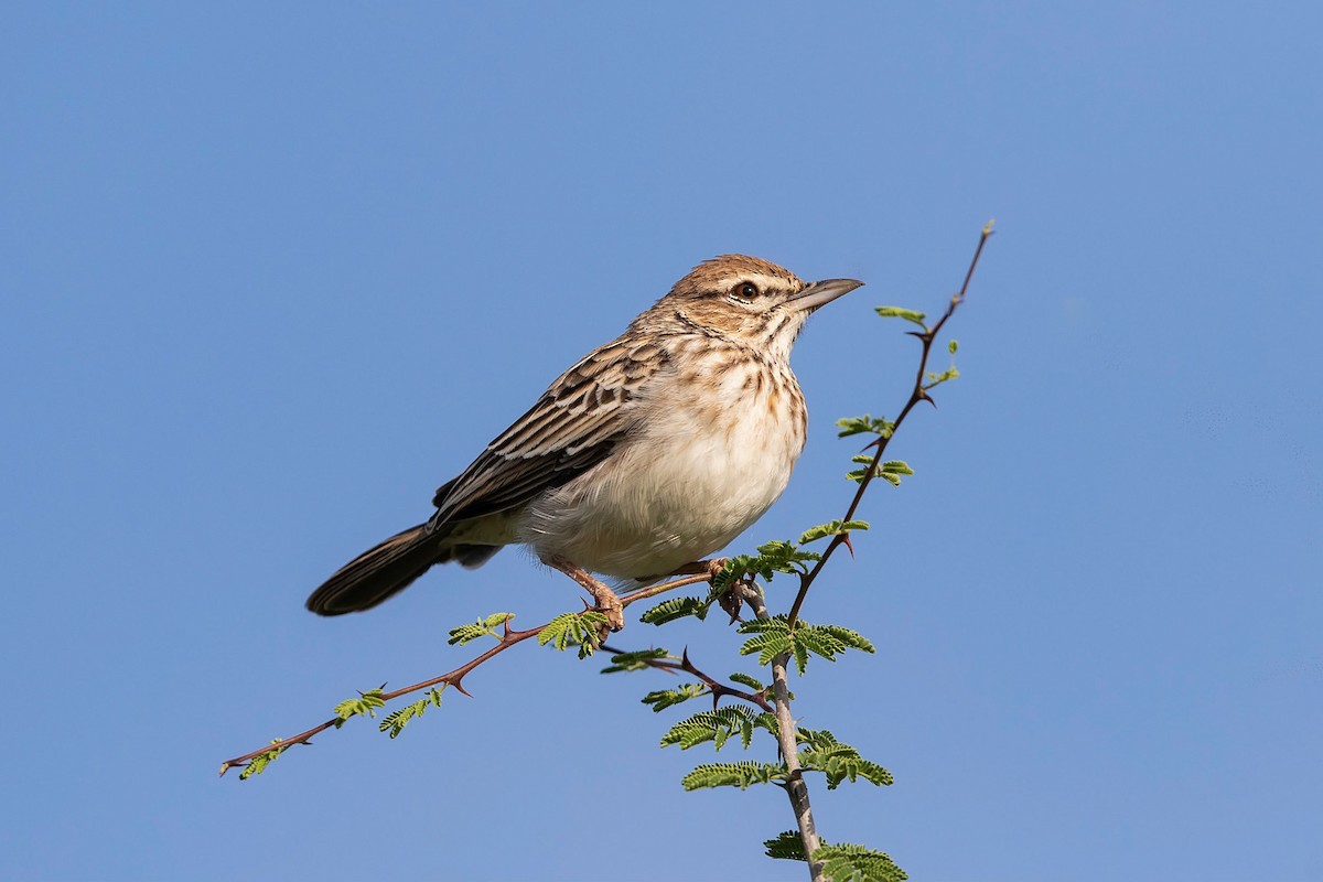 Gillett's Lark - ML211620821