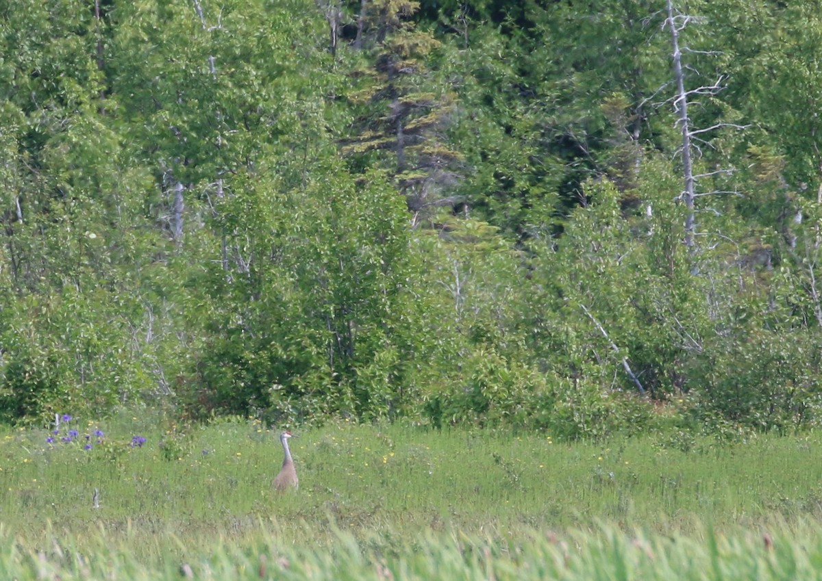 Sandhill Crane - ML211621401