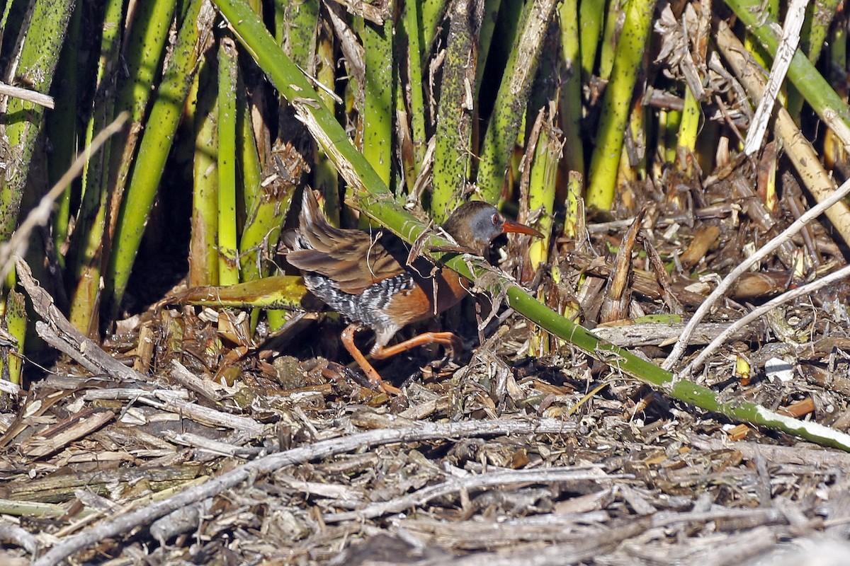 Virginia Rail - ML211621551