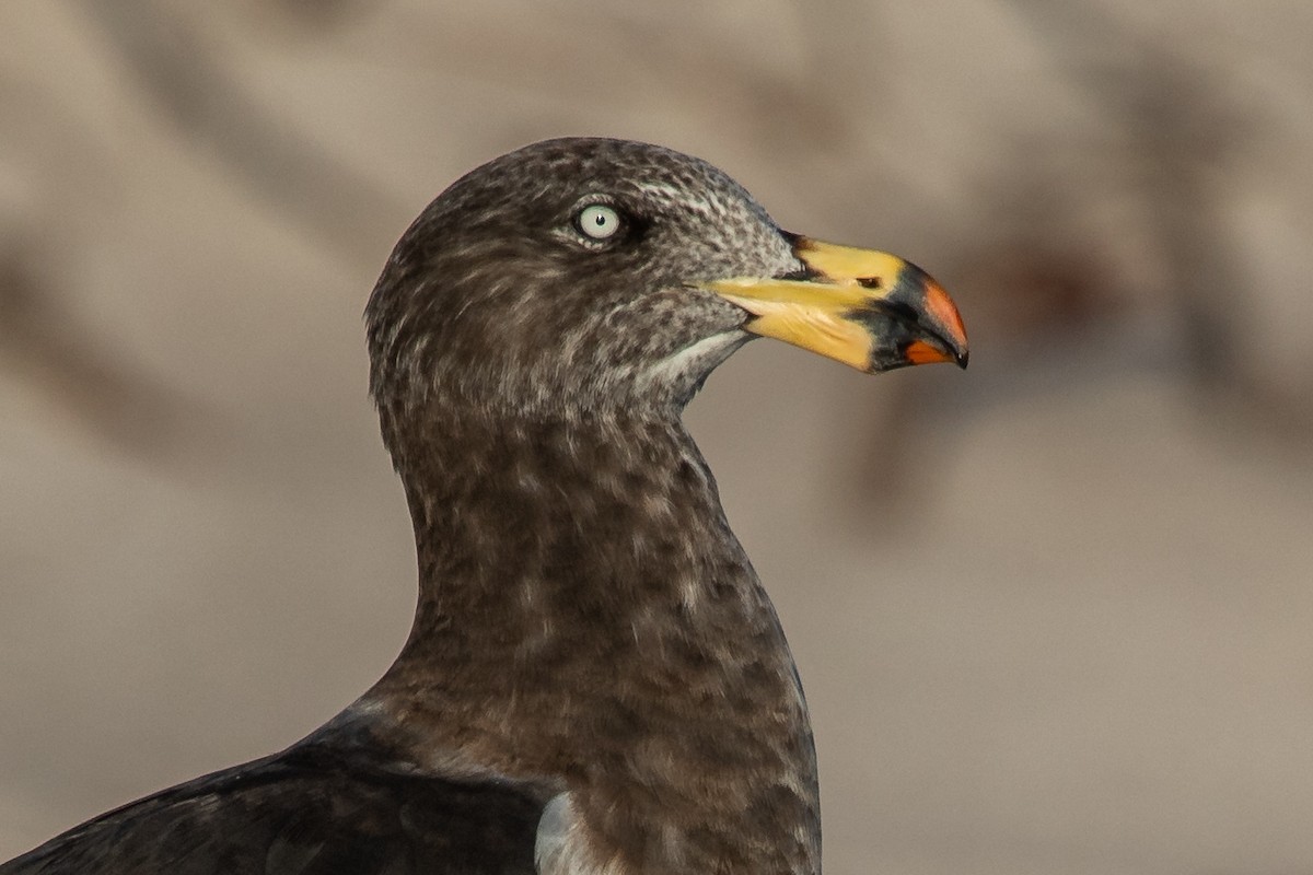 Pacific Gull - Ramit Singal