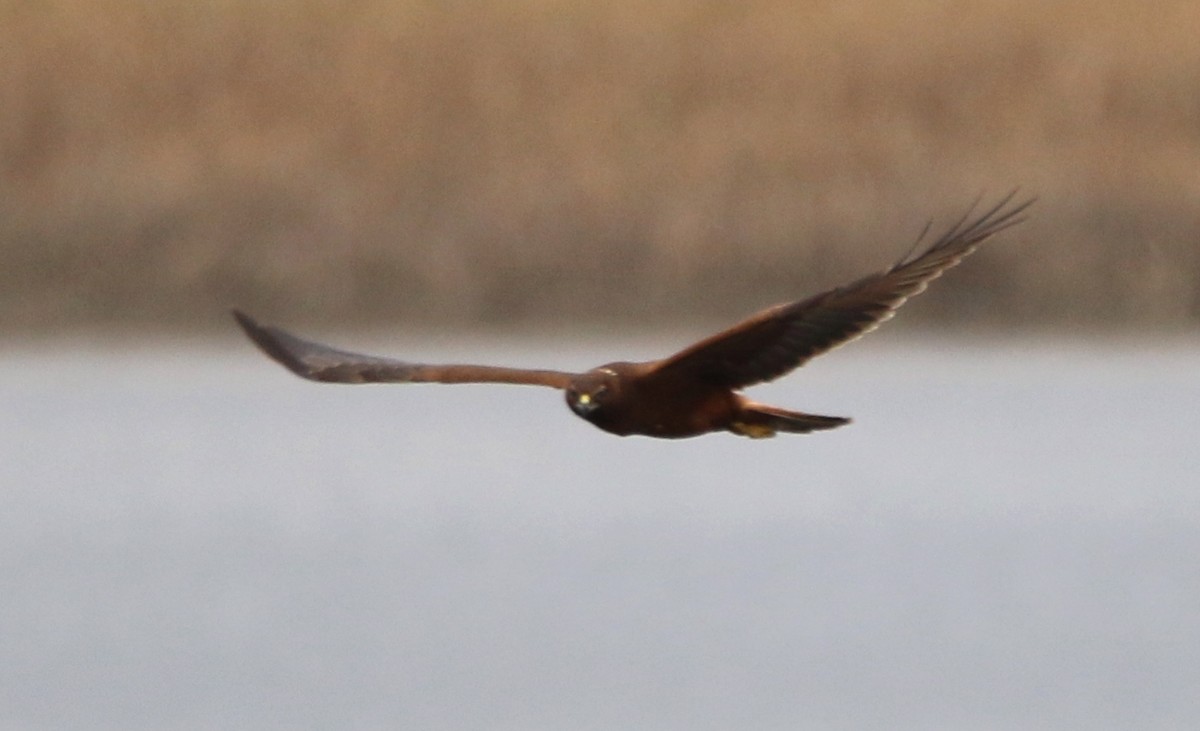 Swamp Harrier - ML211622611