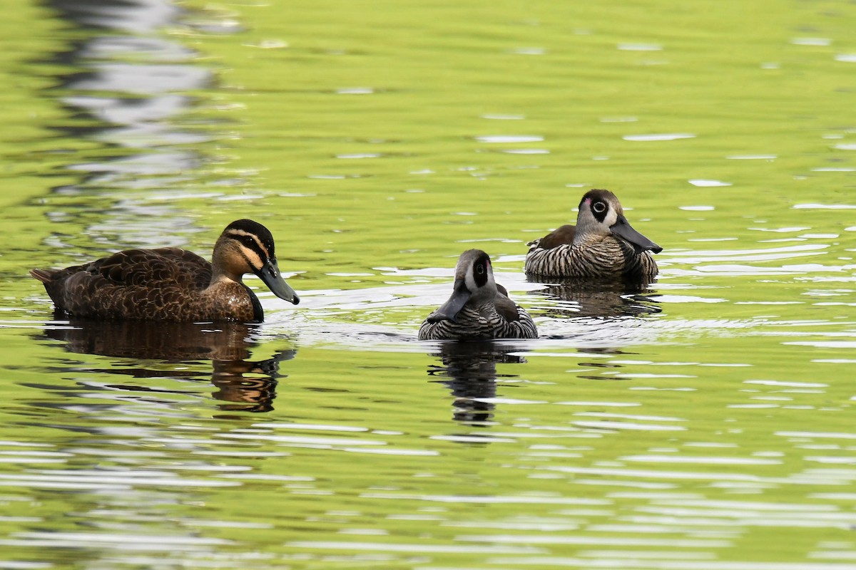 Pink-eared Duck - ML211626381