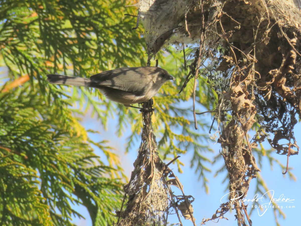 Bushtit - Rolando Jordan