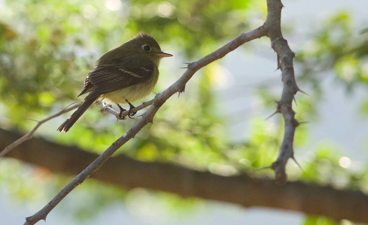 Western Flycatcher (Pacific-slope) - ML211628111