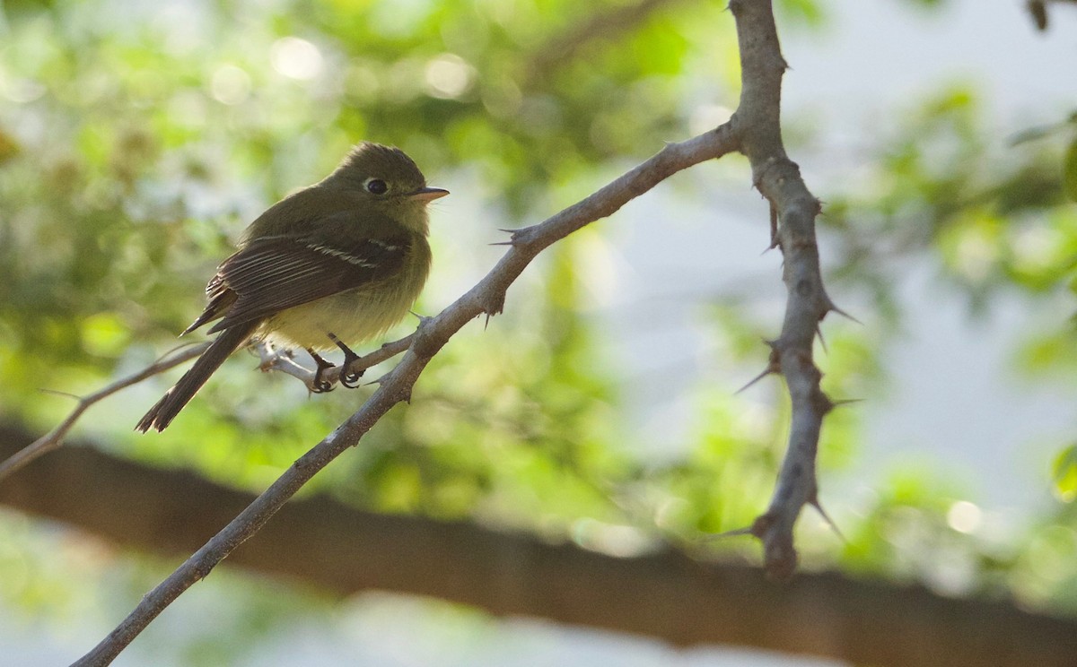 Western Flycatcher (Pacific-slope) - ML211628121