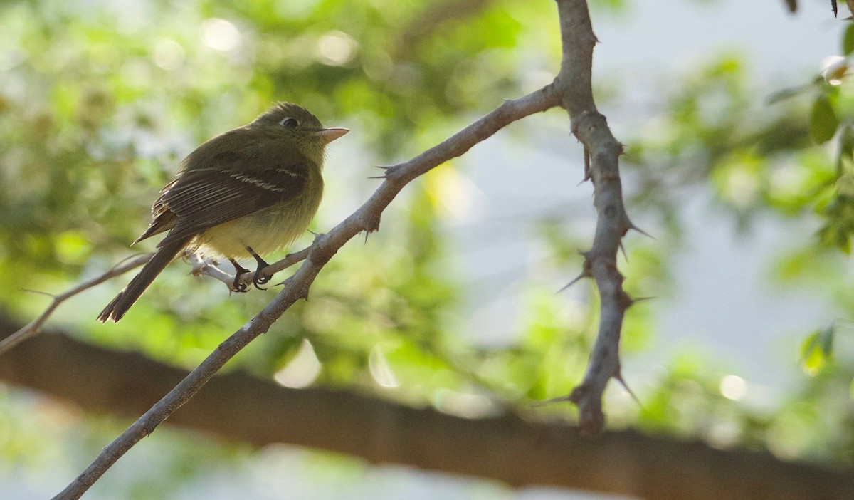 Western Flycatcher (Pacific-slope) - ML211628131