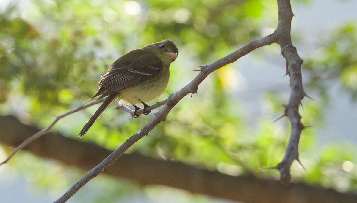 Western Flycatcher (Pacific-slope) - ML211628151