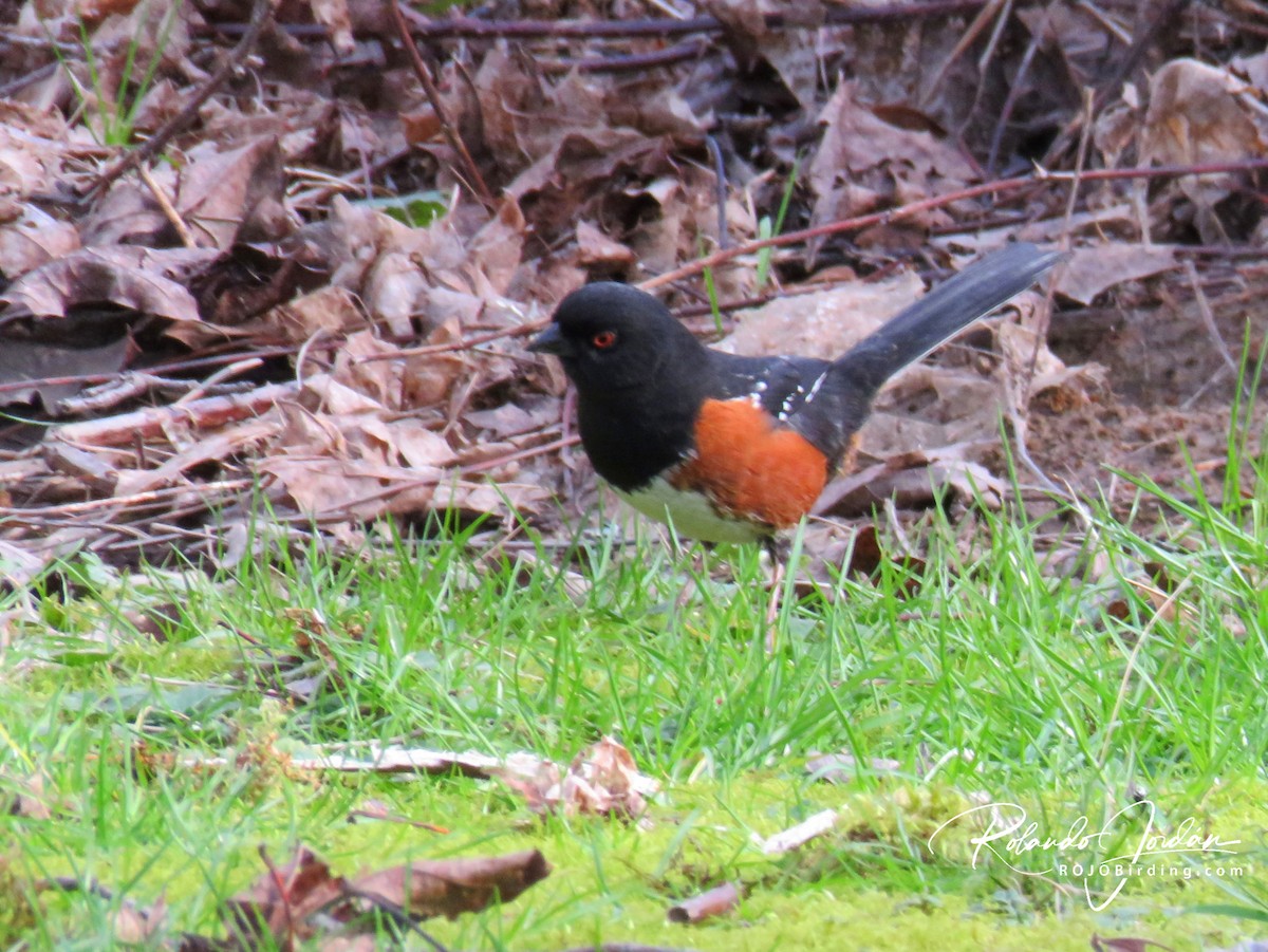Spotted Towhee - ML211628901