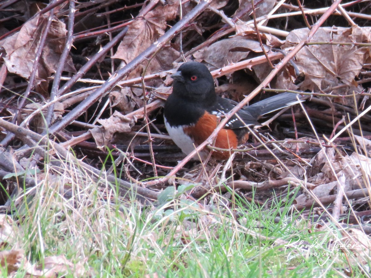 Spotted Towhee - ML211628921