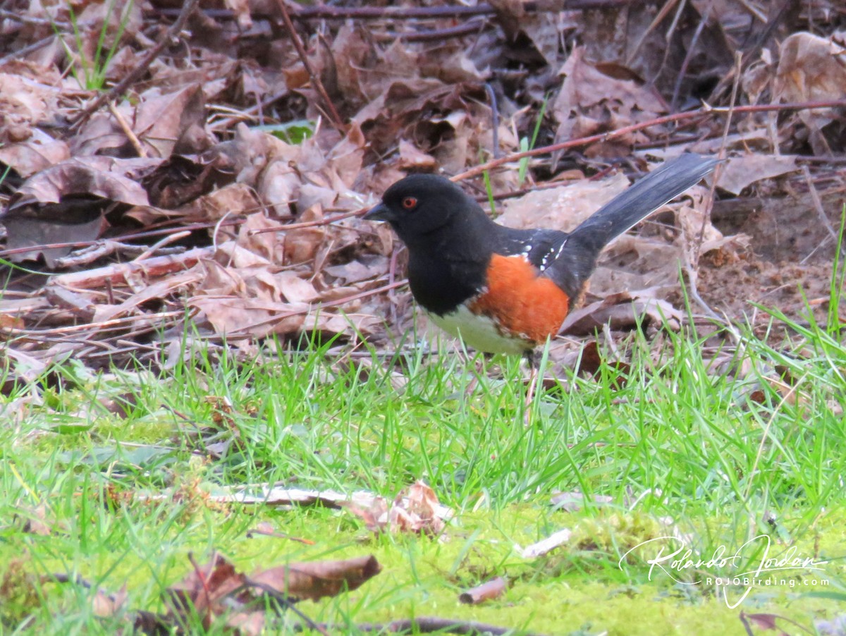 Spotted Towhee - ML211628941