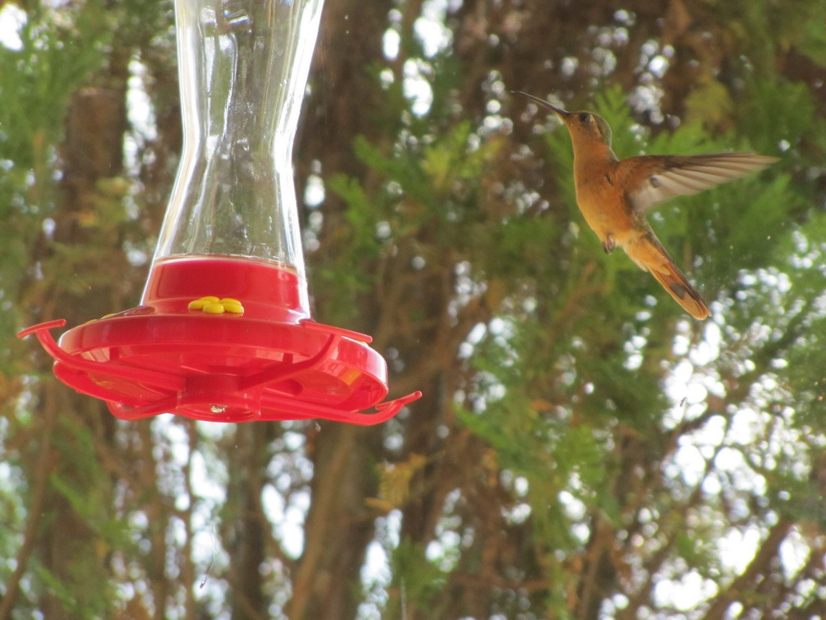 Rufous Sabrewing - ML211636581