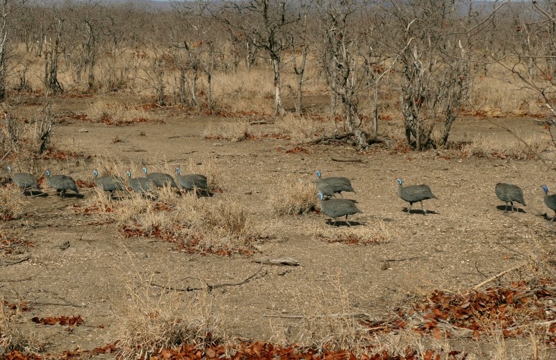 Helmeted Guineafowl - ML211637891