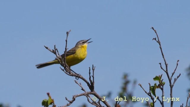 Eastern Yellow Wagtail - ML211638291