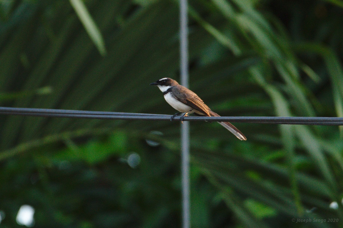 Philippine Pied-Fantail - ML211638461