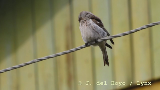 Redpoll (exilipes) - ML211639081