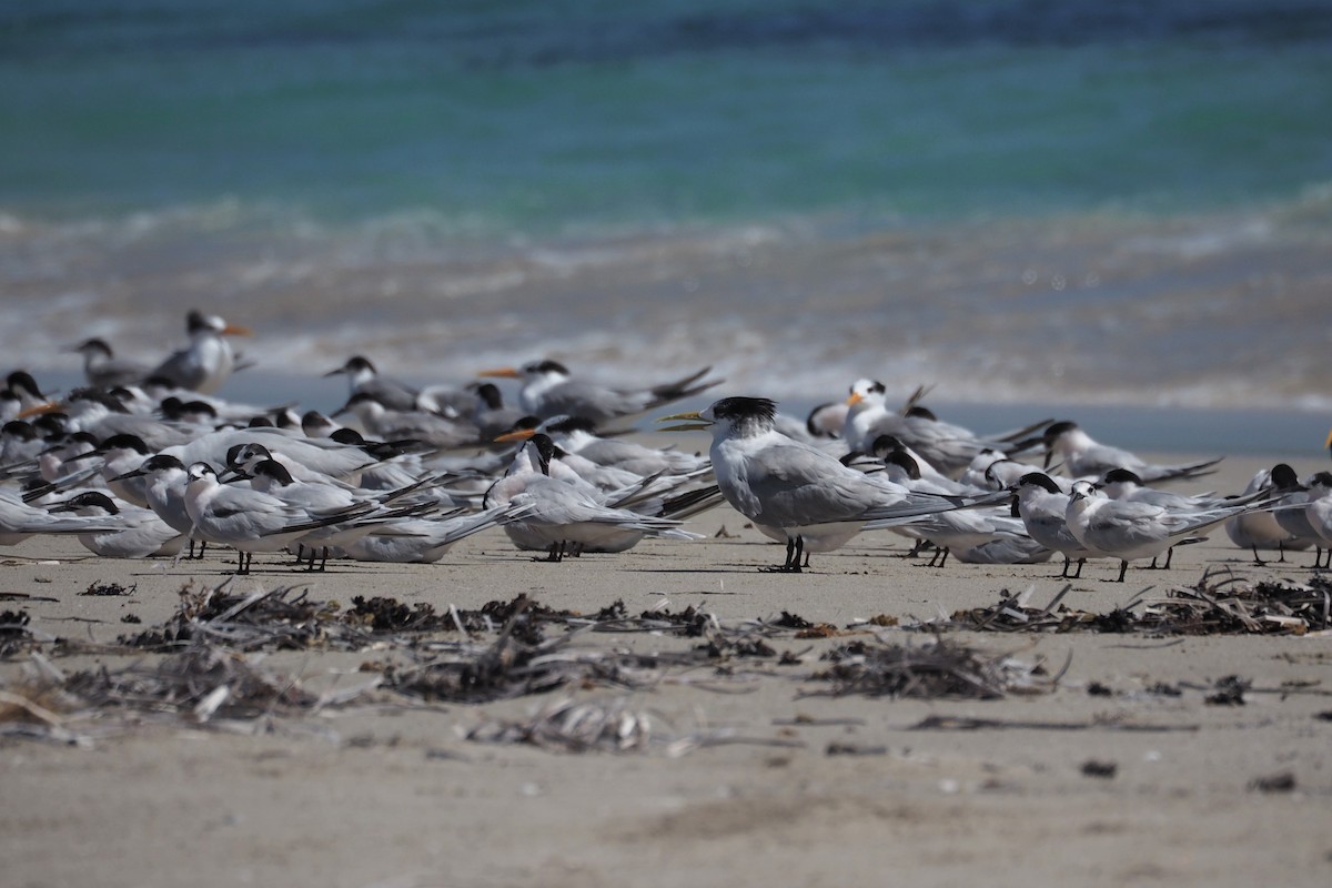 Great Crested Tern - ML211639521