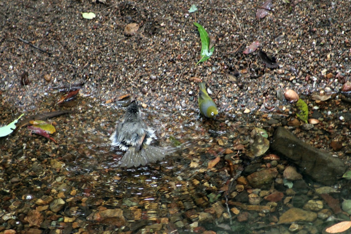 Gray Shrikethrush - ML211639741