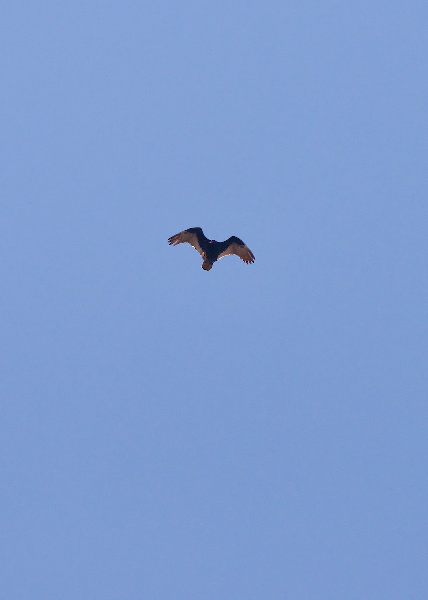 Turkey Vulture - ML211639981