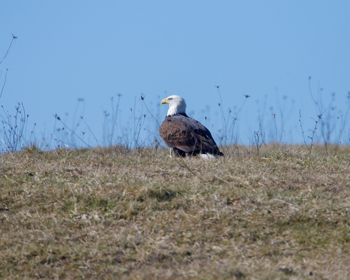Bald Eagle - ML211639991