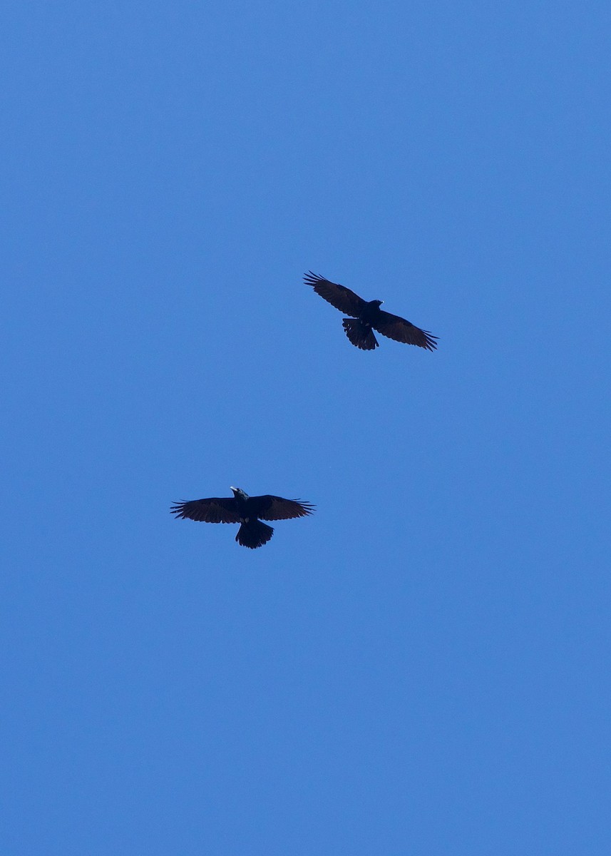 Common Raven - ML211640001
