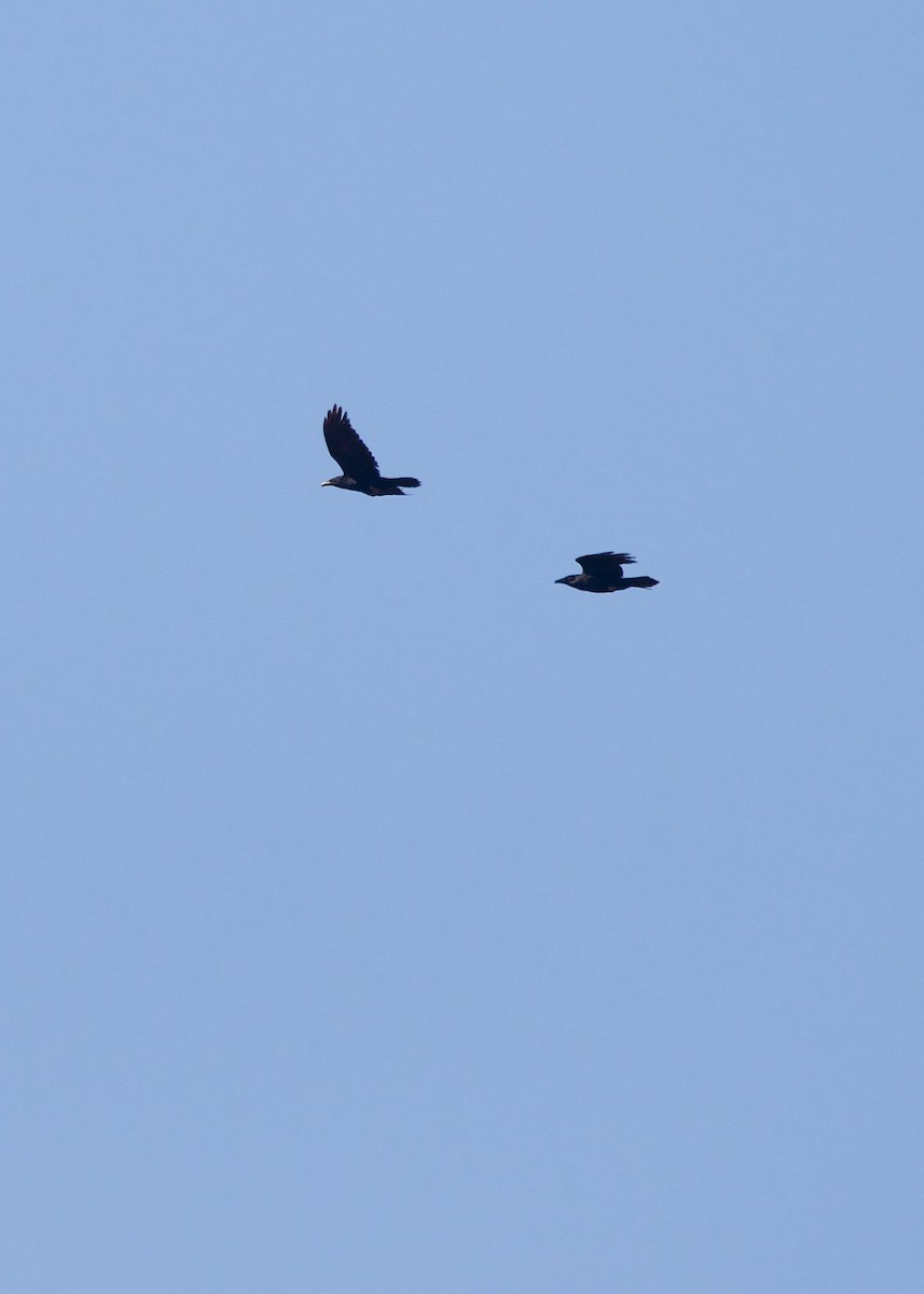 Common Raven - ML211640011