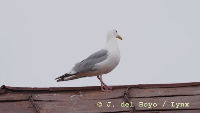 Herring Gull (Vega) - ML211641291