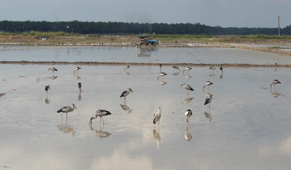 Asian Openbill - Dave Bakewell