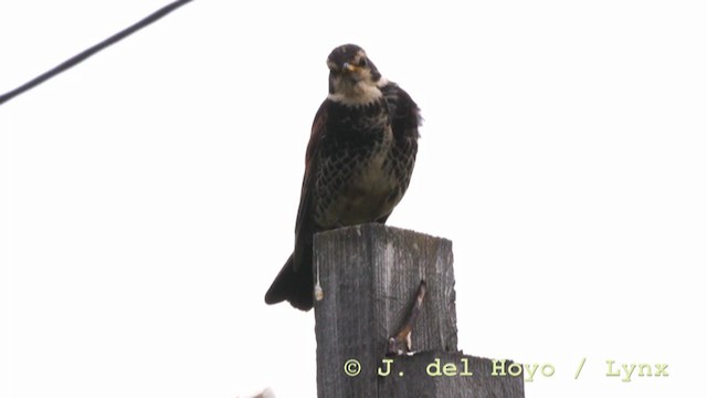 Dusky Thrush - ML211642771